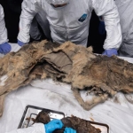 44 bin yıllık kurt cesedi antik virüslere ev sahipliği yapabilir