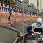 Tavuk eti ihracatına düzenleme